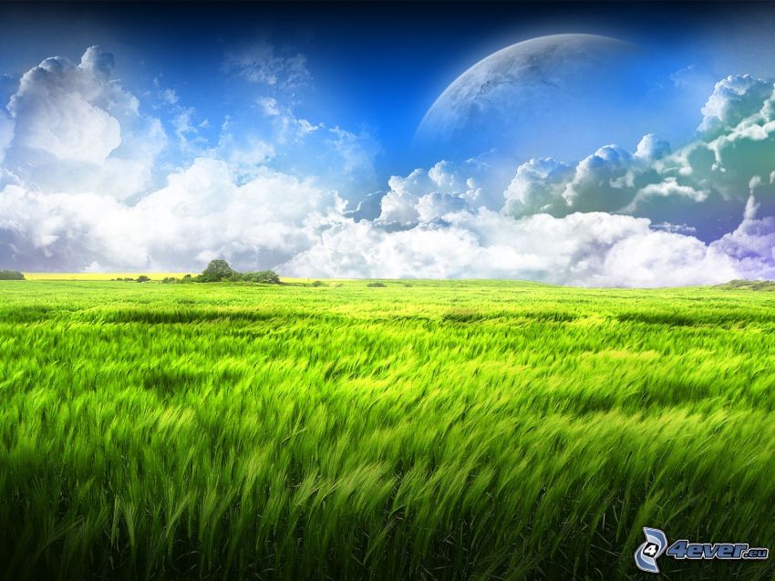 zielone zbożowe pole, chmury, księżyc