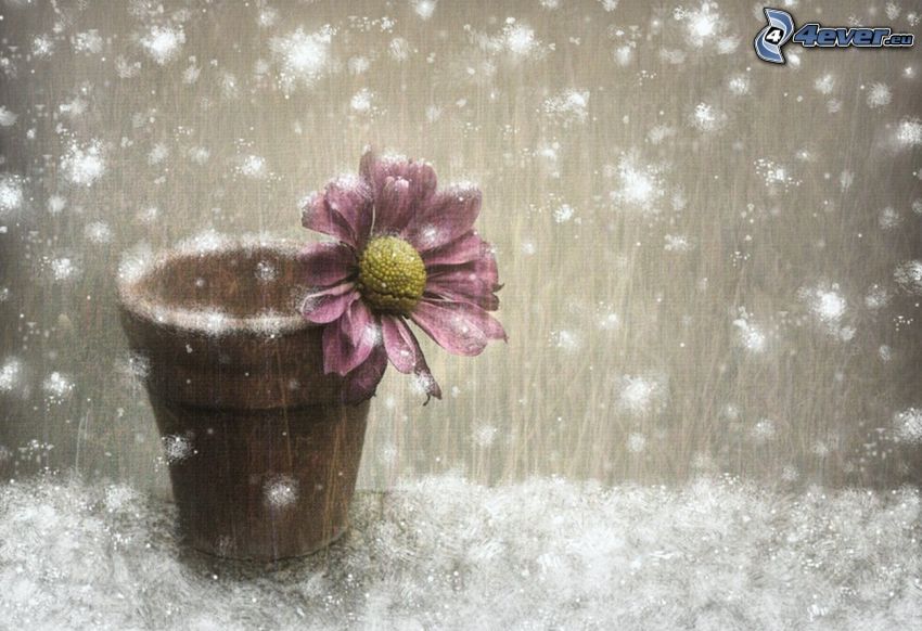 doniczka, fioletowy kwiat, śnieg