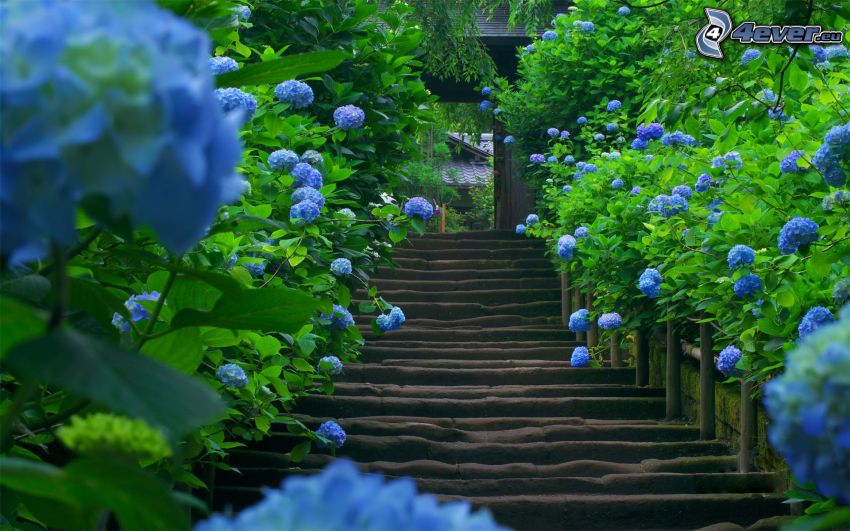 drewniane schody, hortensja, niebieskie kwiaty
