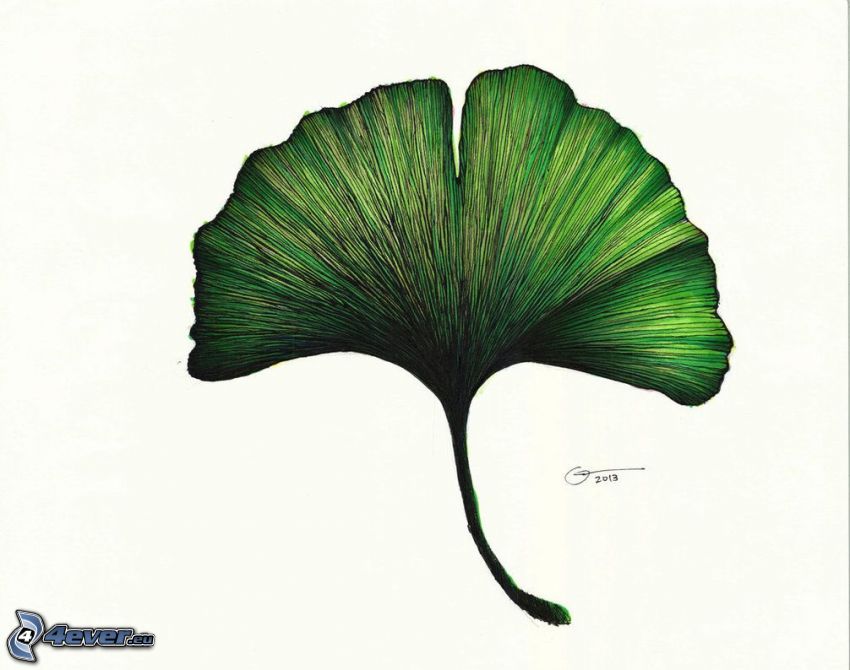 miłorząb dwuklapowy, zielony liść
