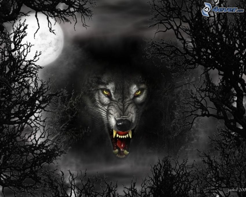 czarny wilk, księżyc, las