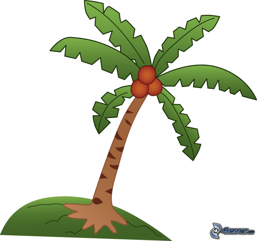 palma koksowa