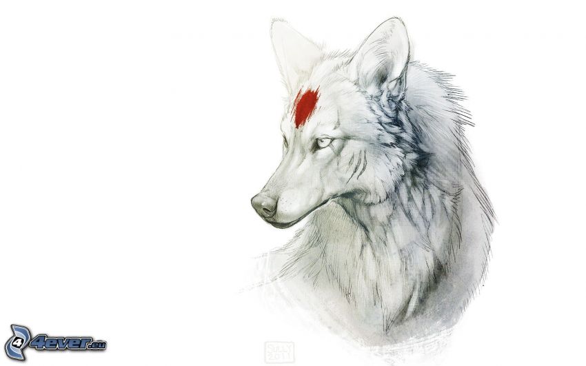 wilk rysunkowy