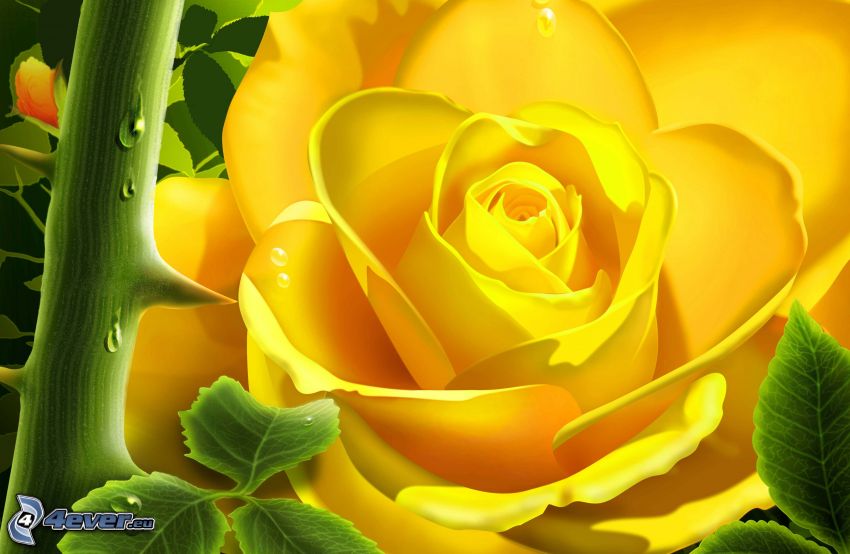 żółta róża, kolce