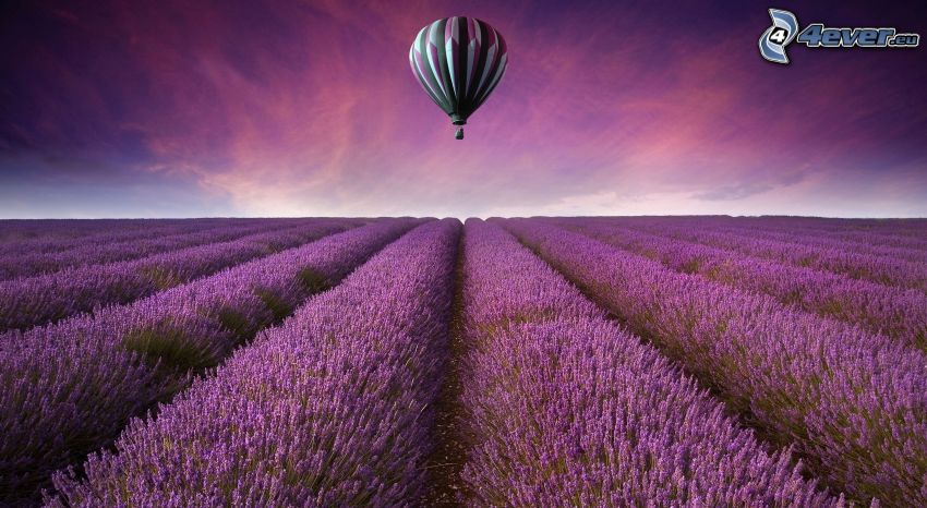 latający balon, lawendowe pole, fioletowe niebo