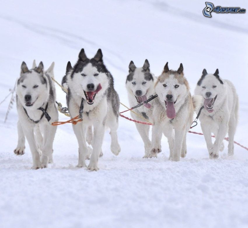 psi zaprzęg, Syberian husky, śnieg