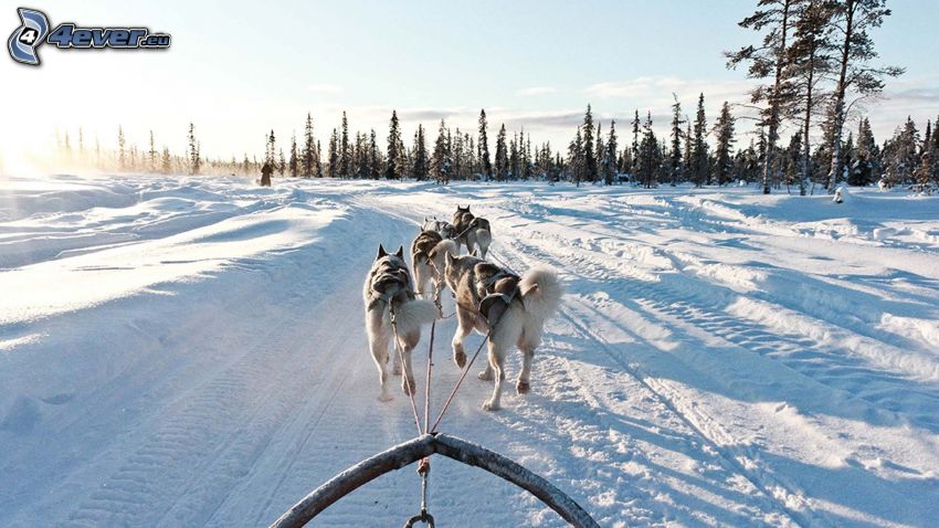 psi zaprzęg, Syberian husky, śnieżny krajobraz