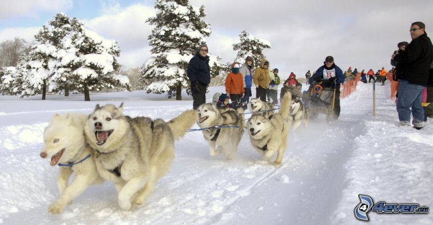 psi zaprzęg, Syberian husky, śnieżny krajobraz