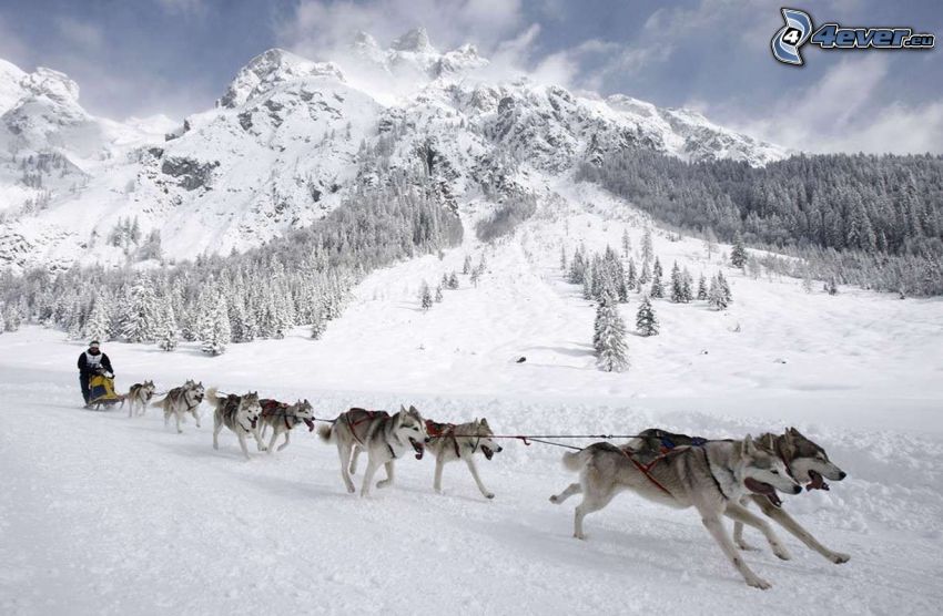 psi zaprzęg, Syberian husky, zaśnieżona góra, śnieżny krajobraz