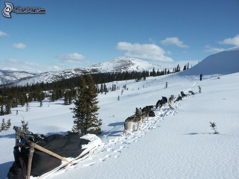 psie zaprzęgi, sanie, Alaska, śnieg, las