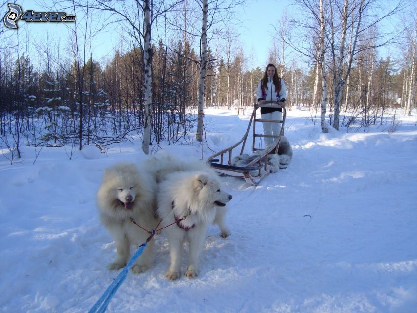 psie zaprzęgi, śnieg