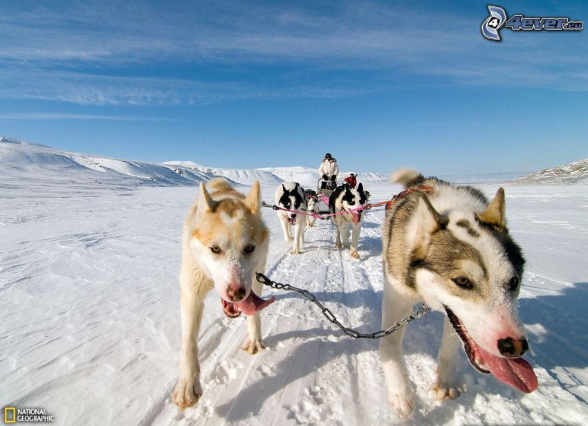 psie zaprzęgi, Syberian husky, śnieżny krajobraz, Norwegia