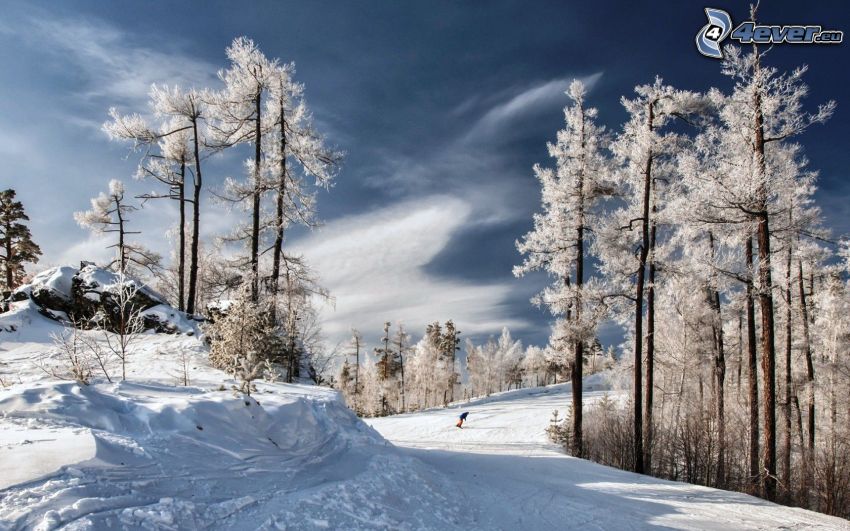 snowboarding, śnieżny krajobraz, ośnieżone drzewa
