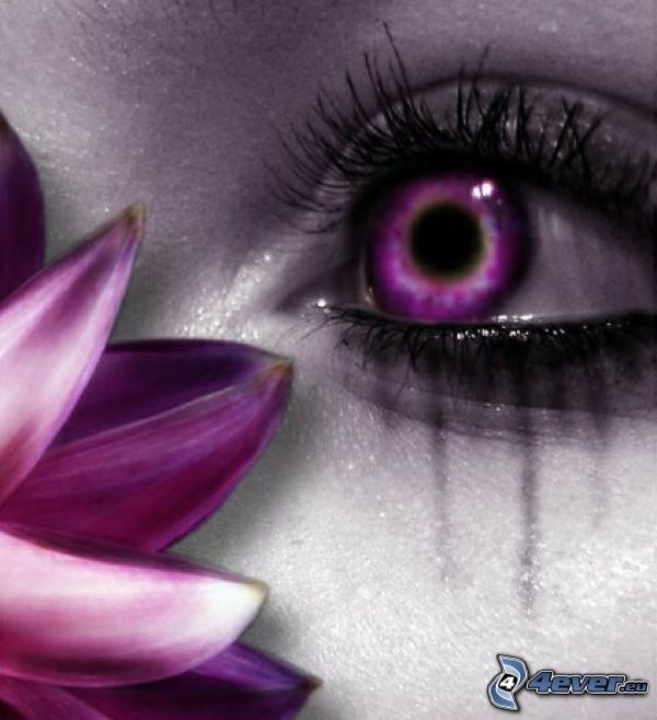 fioletowe oko, kwiat, rzęsy