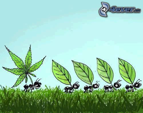 mrówki, marihuana, cannabis, liść