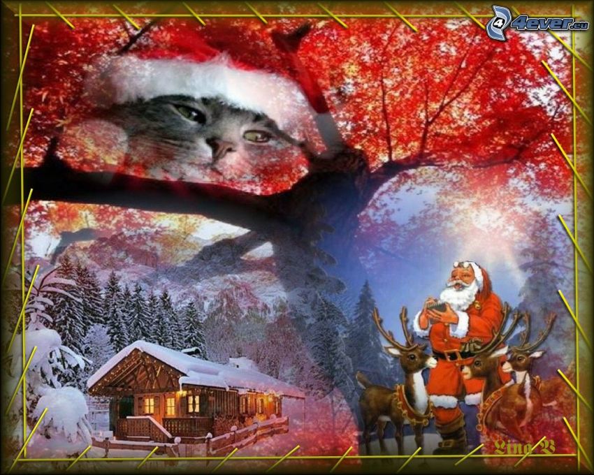 boże narodzenie, Święty Mikołaj, bożonarodzeniowy kotek