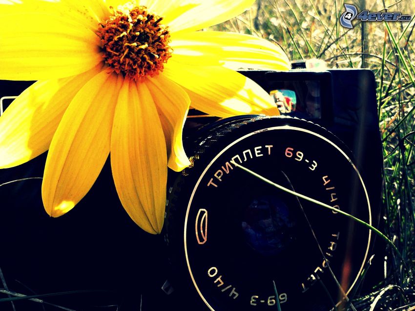 aparat fotograficzny, obiektyw, kwiat