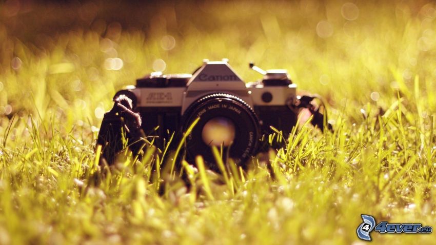 aparat fotograficzny, trawa