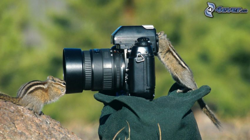 aparat fotograficzny, wiewiórki
