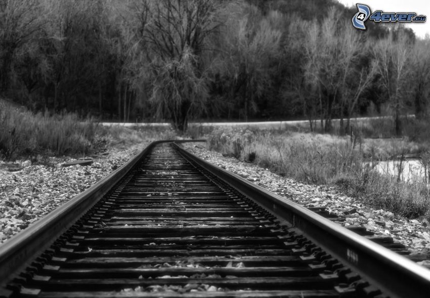 tory kolejowe, las, czarno-białe zdjęcie