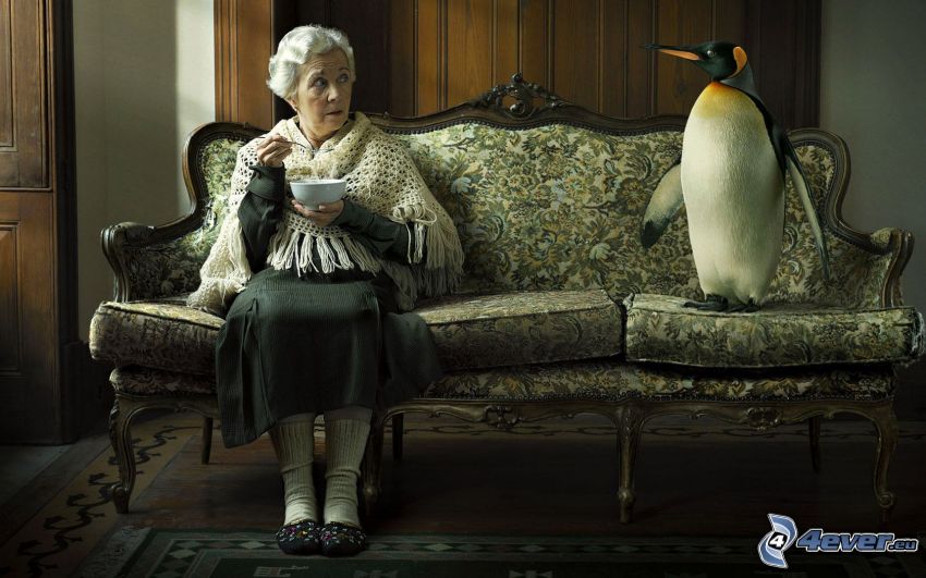 babcia, pingwin, fotel
