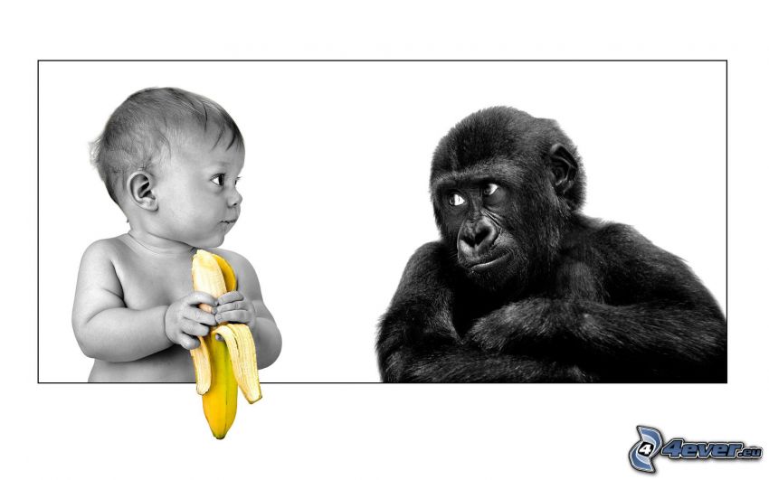 niemowlak, małpa, banan