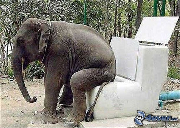 słoń, toaleta