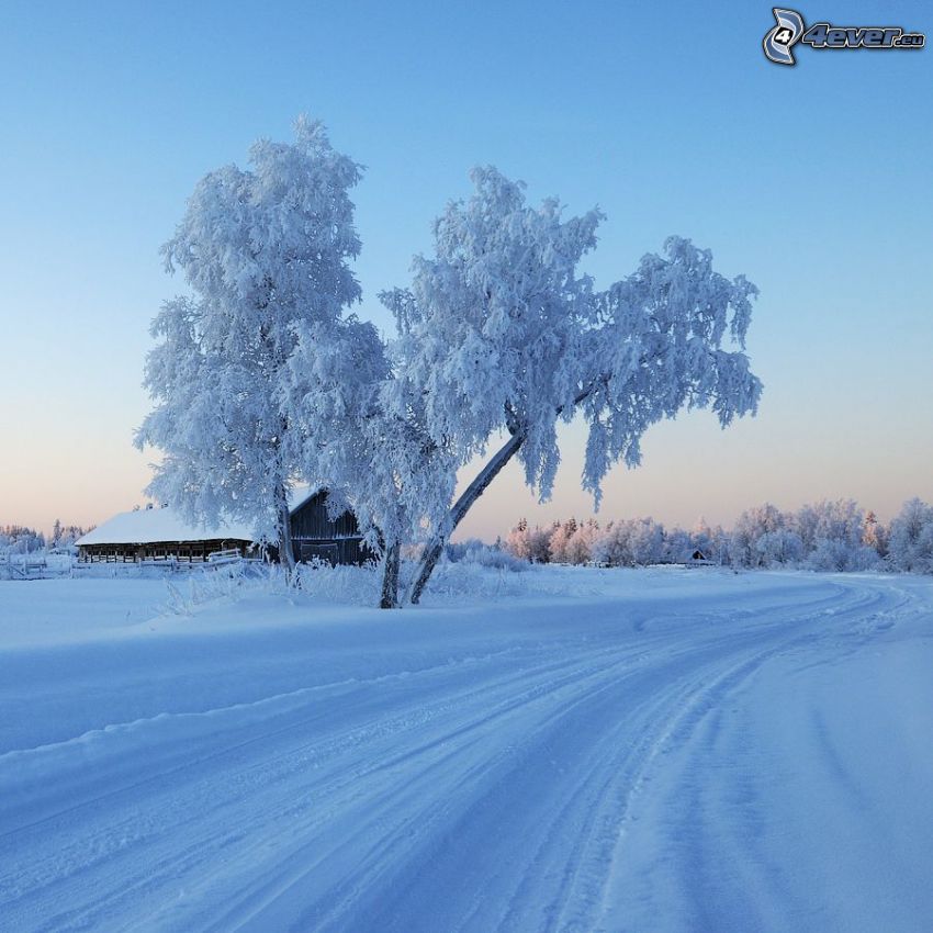 ośnieżone drzewa, zaśnieżona droga