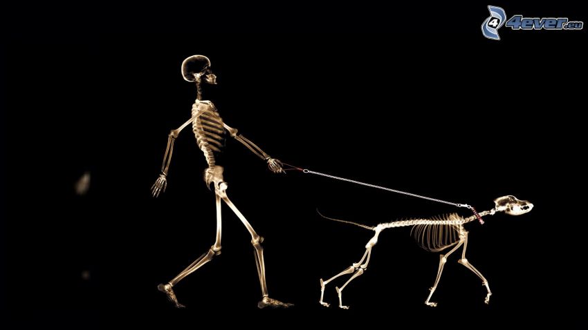 szkielety, człowiek, pies