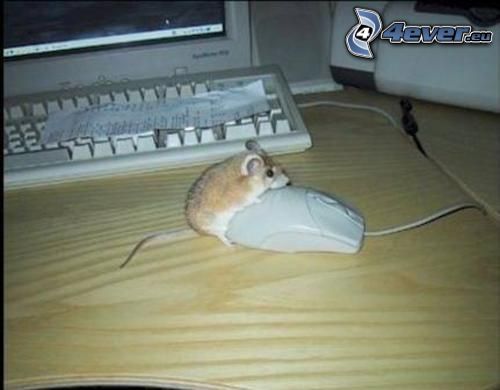 myszy