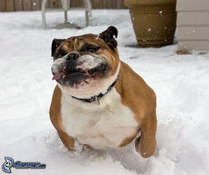 Bokser, pies na śniegu, migawka, wkurzony pies