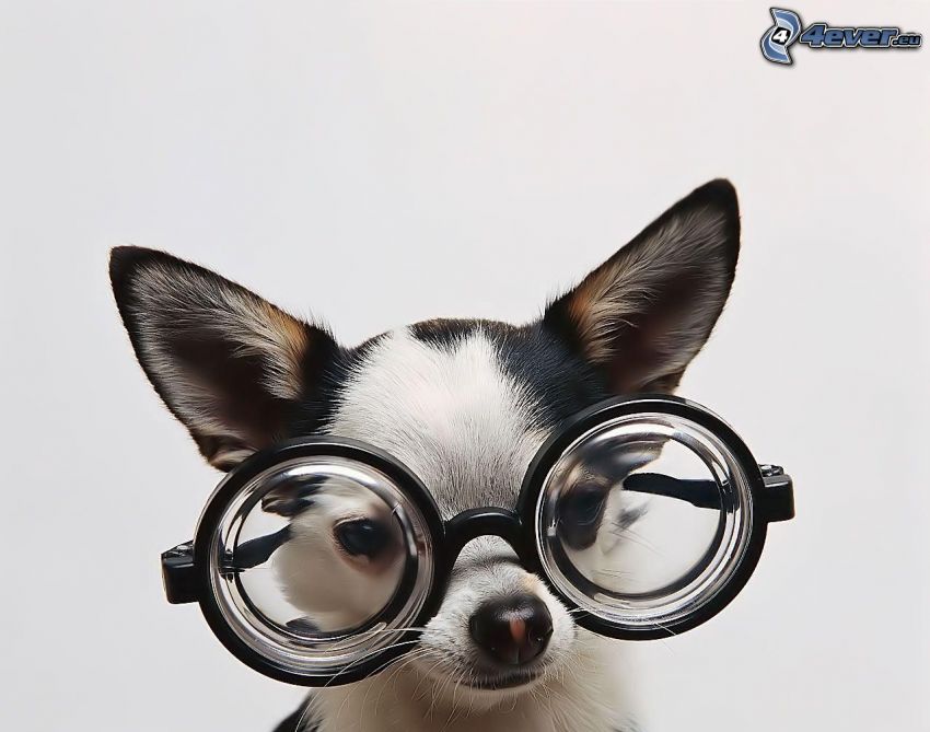 chihuahua, okulary