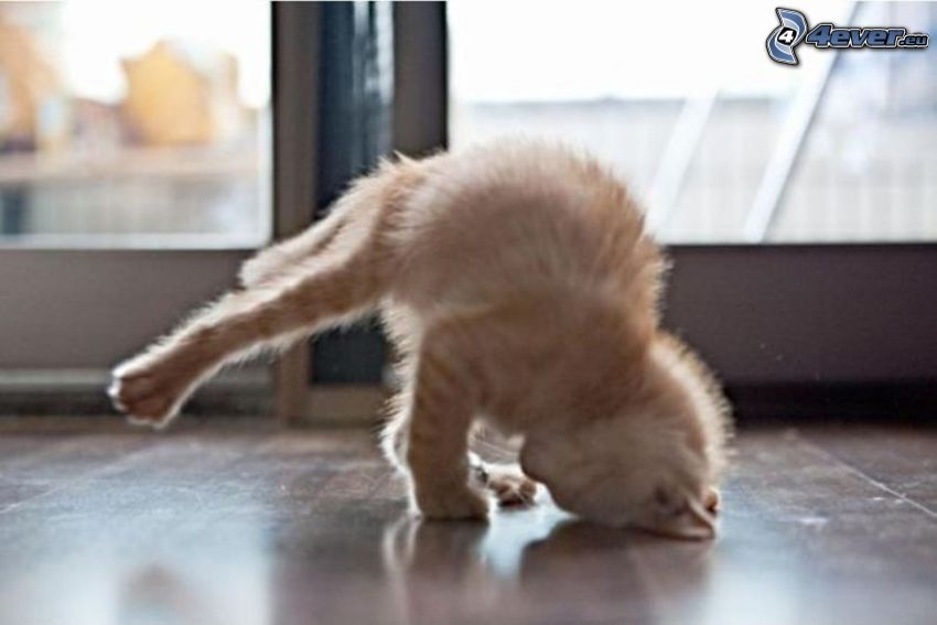 kot, breakdance, stanie na rękach