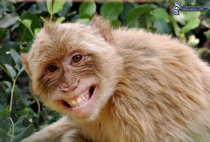 małpa, uśmiech