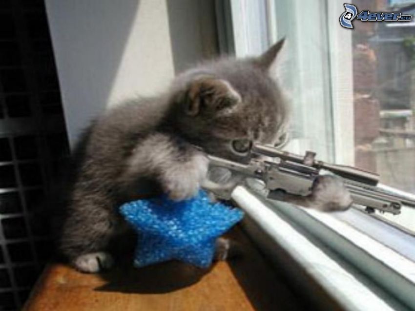 mały kotek, sniper, zabójca