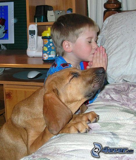 modlitwa, prośba, dziecko, pies, łóżko, jaki pan, taki pies