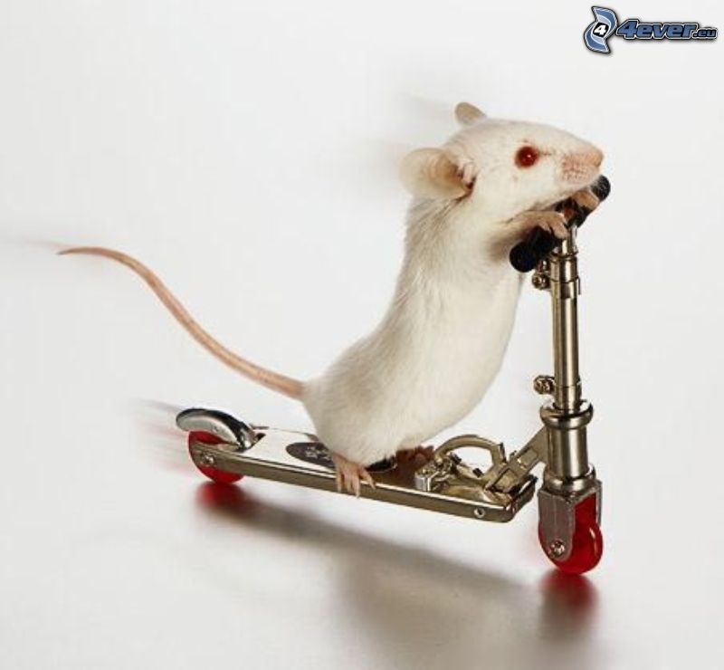 mysz, hulajnoga