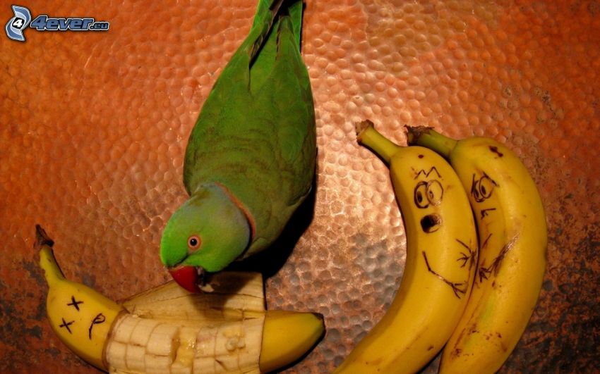 papuga, banany, strach
