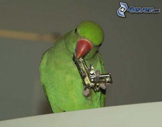 papuga, gangster, broń, samobójstwo
