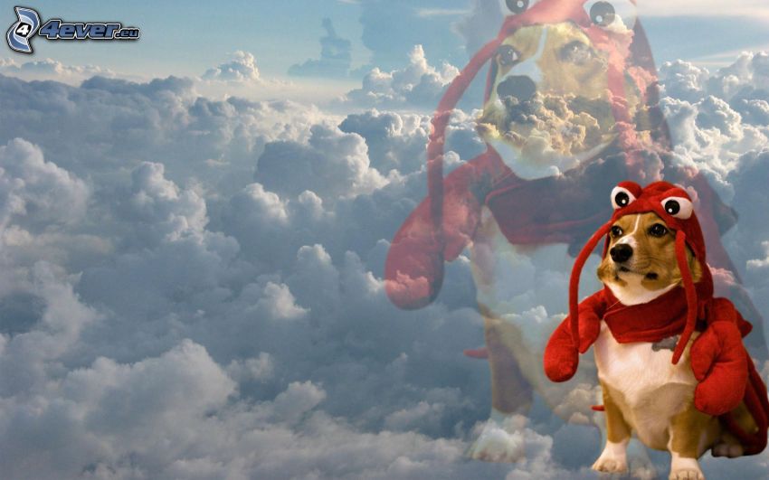 pies, czerwony kostium, chmury
