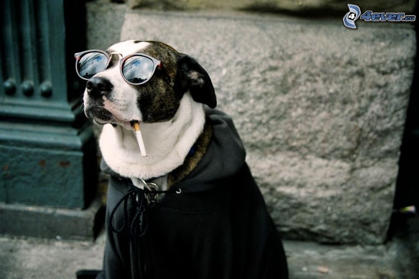 pies w okularach, papieros, okulary przeciwsłoneczne, kurtka