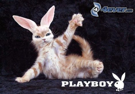 Playboy, kot, uszy