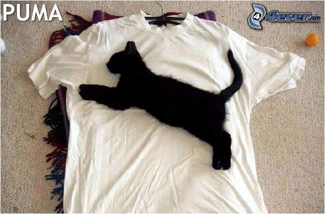 puma, kot, koszulka
