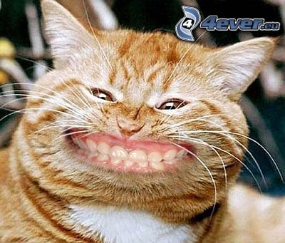 rudy kot, uśmiech, śmieszne