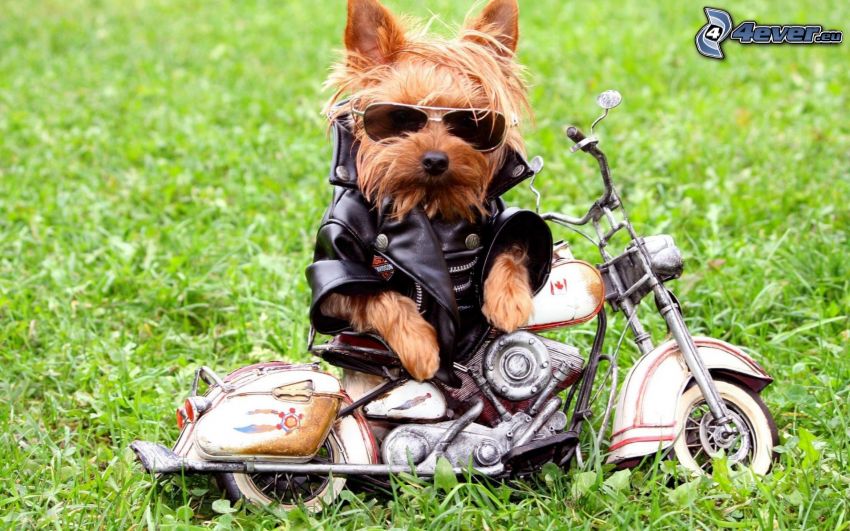 Yorkshire terrier w okularach, motocykl, kurtka skórzana, zielona trawa