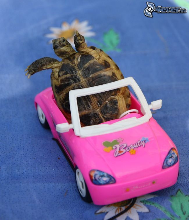 żółw, samochód dla dzieci