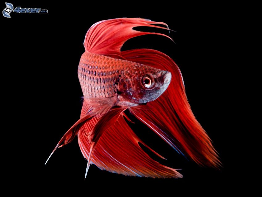 czerwona rybka