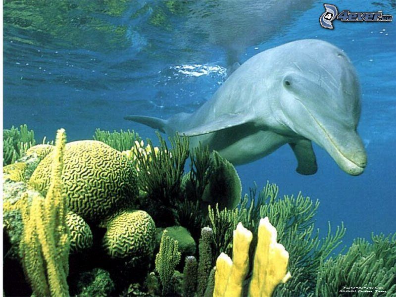 delfin, morze