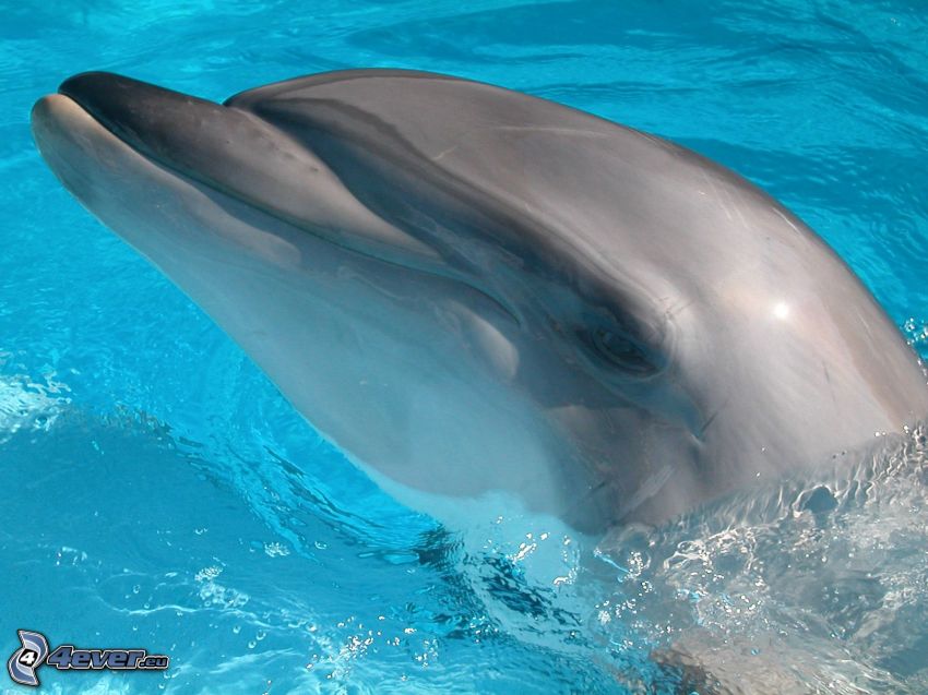 delfin, morze