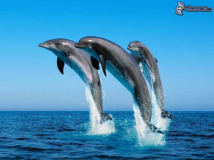delfiny, morze, niebo